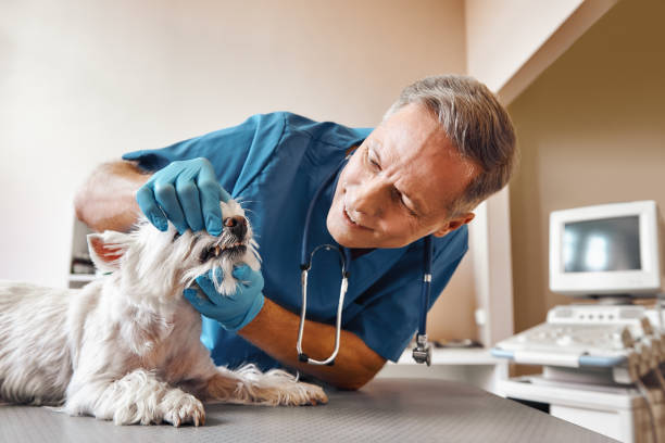 Best Emergency Denture Repair in Westville, IN